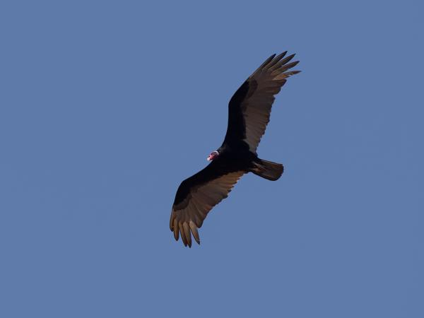 Kleine geelkopgier (Cathartes burrovianus)